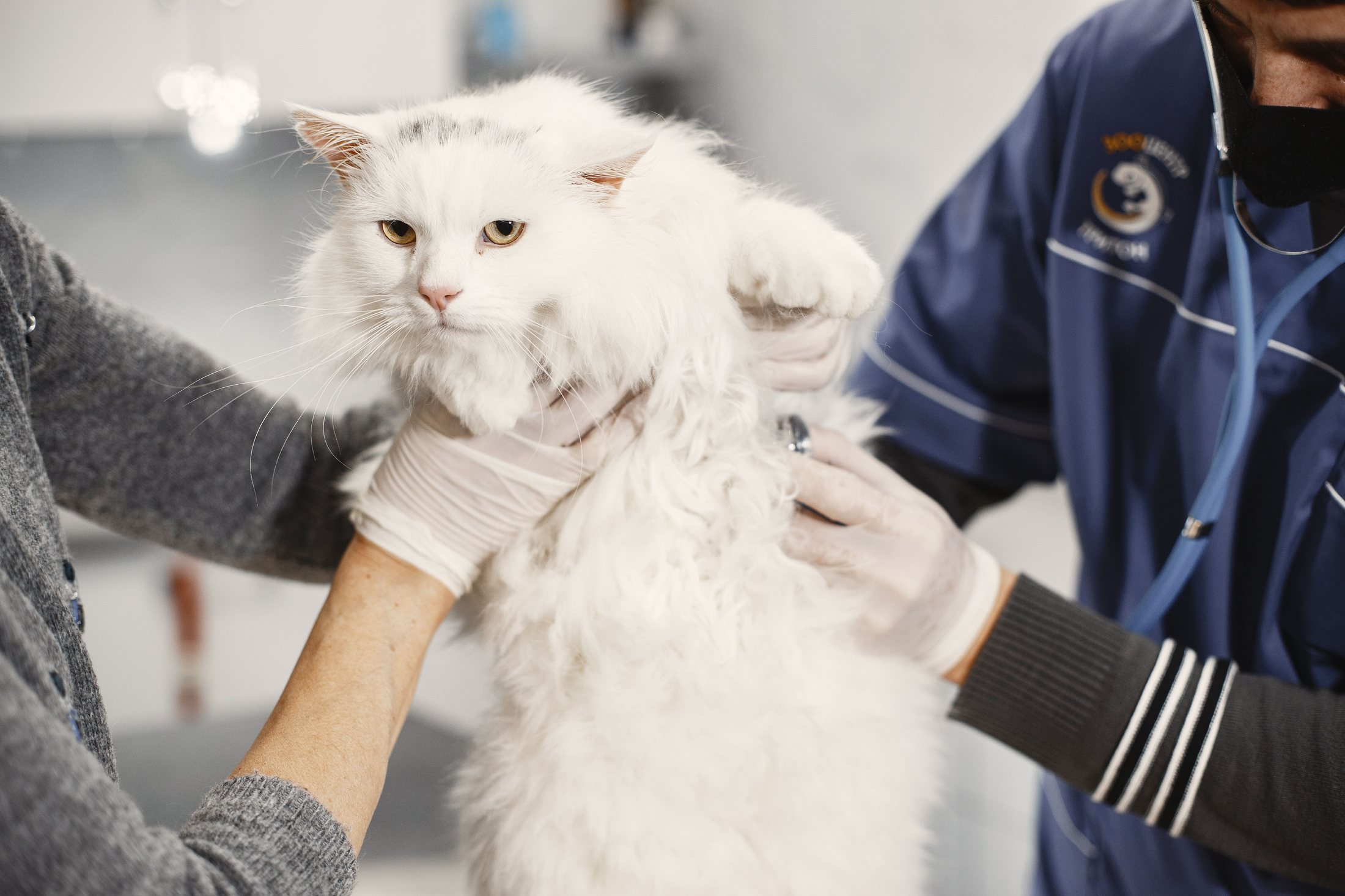 Atendimento veterinário em pet shop